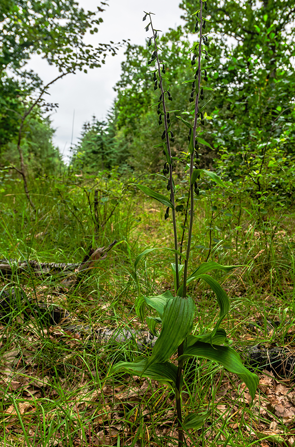 Skov-hullæbe på Fanø. Foto: Søren Vinding