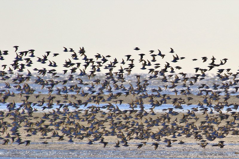 Almindelig ryle flyver i flok over Vadehavet. Foto: Søren Brinch