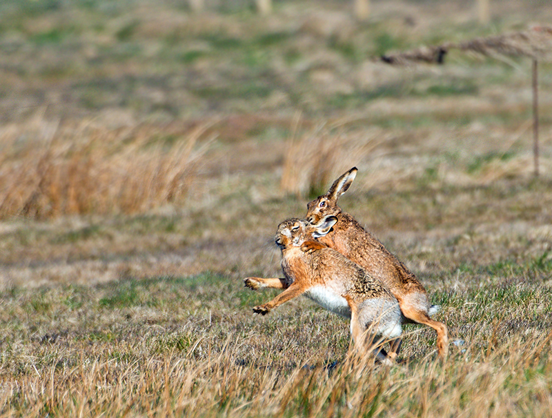 Harer på Fanø. Foto: Søren Vinding