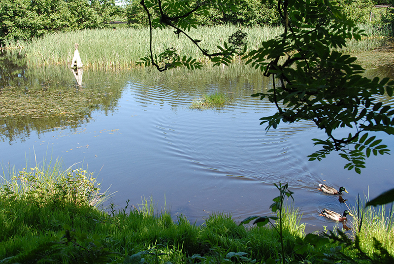  Den idylliske dam i Sønderho Gamle Fuglekøje med ænder og redehuse.