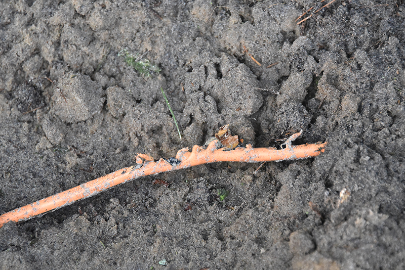 Det skadede, orange kabel er TDCs, men Erik Slot er bekendt med, at også FanøNets sort kabler skades. De skader, der først bliver opdaget, når Norlys-gravefolkene er væk, er de værste.