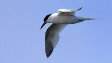 Splitterne over Vadehavet. Foto: Søren Brinch