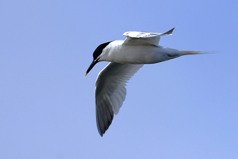 Splitterne over Vadehavet. Foto: Søren Brinch